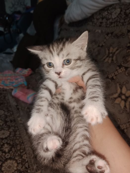 Британские котята