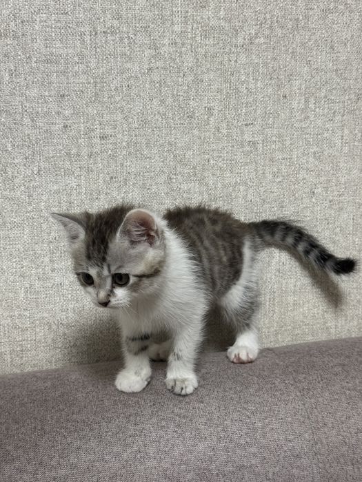 Отдам котенка, мальчик, в добрые руки