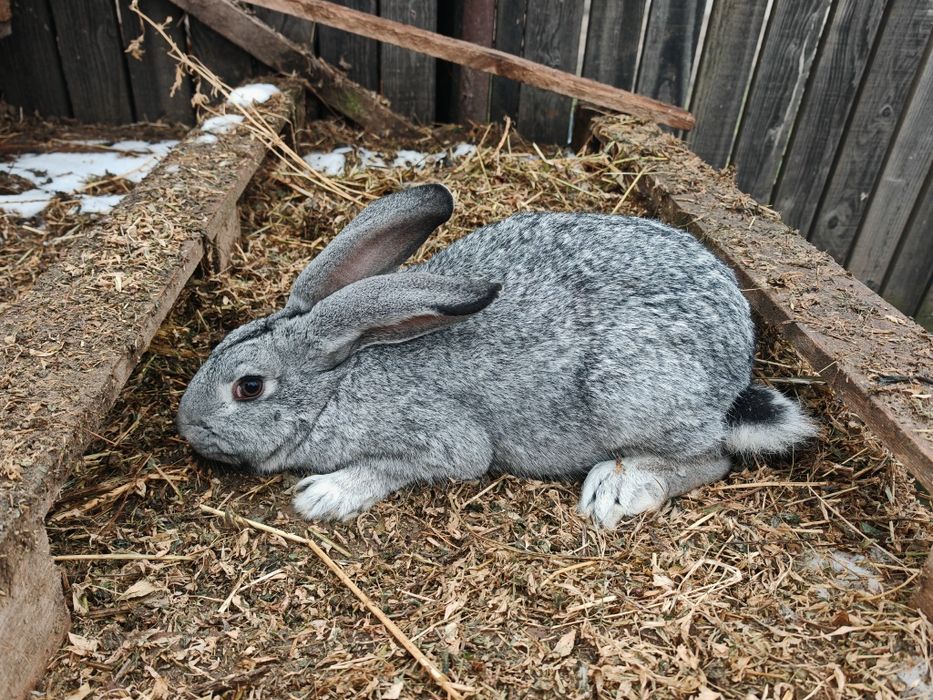 Iepuri 3 femele și 1 mascul