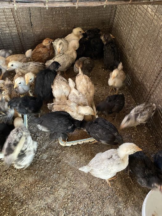 Продам цыплят домашние