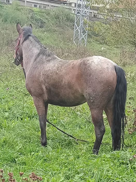 Vând iapa de 2 ani jumate iapa trage foarte bine merge foarte bine