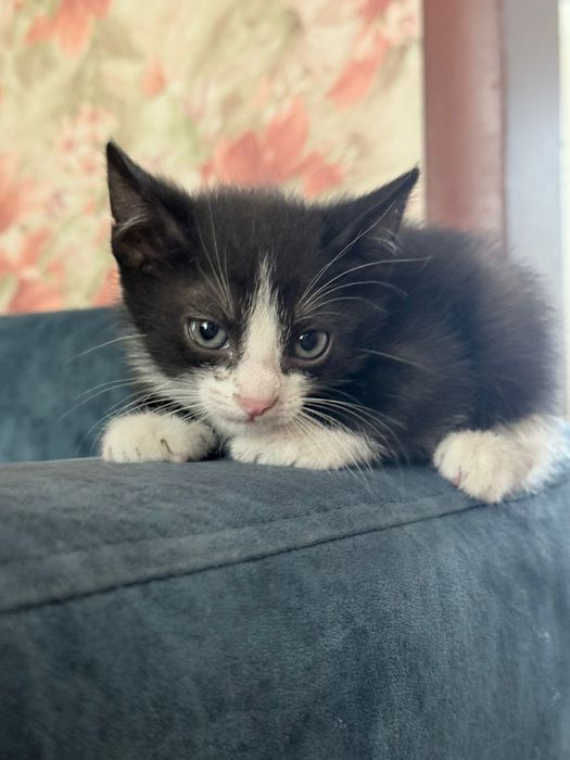 Отдам котят в хорошие руки