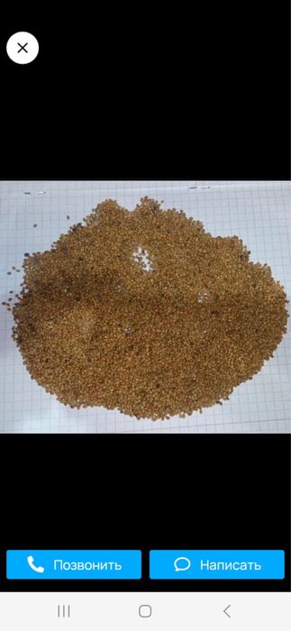 Семена  Донника.