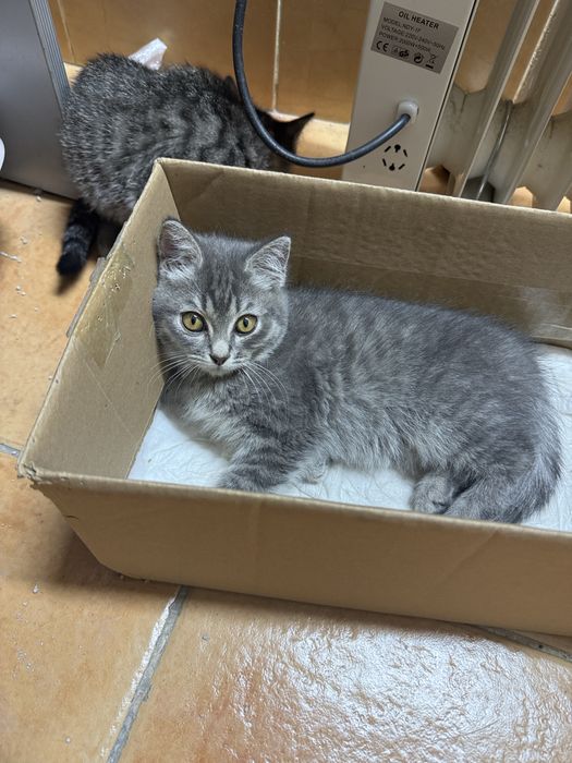 Красивые котята!