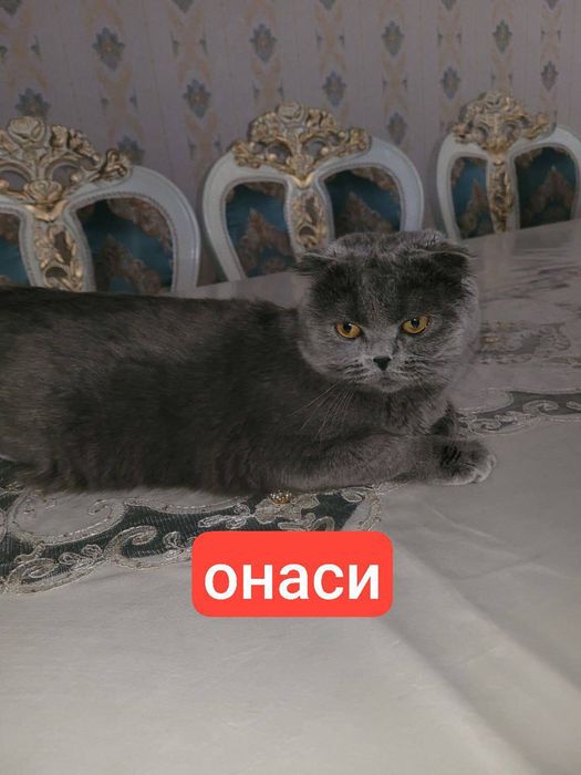 ТОЗА британ мушукча сотилади 700 минг сум