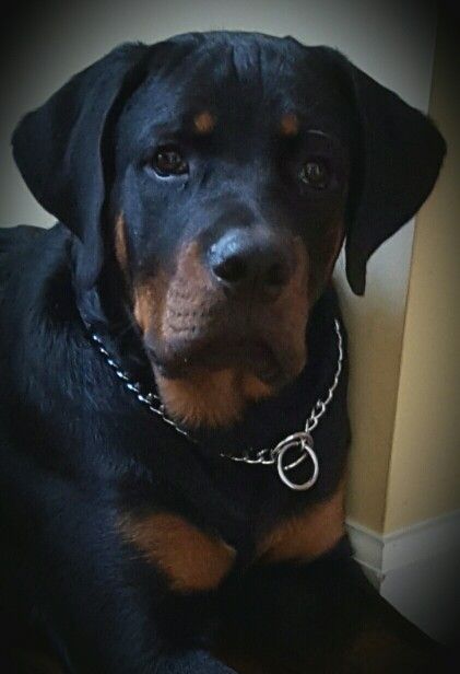 Продаются щенки ротвейлера