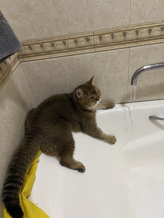 Продается кошка (британская шиншилла)