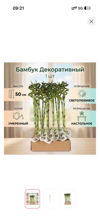 Продаем Бамбук  для дома или офиса