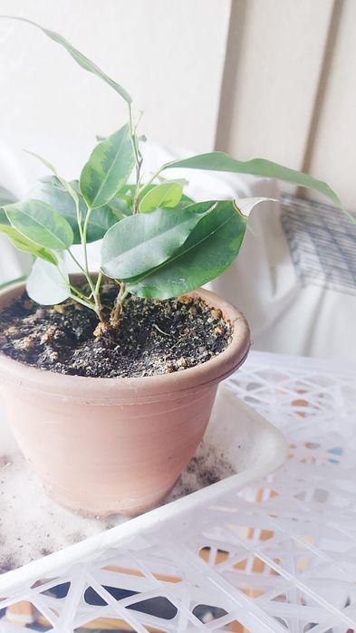 Продам фикус Бенджамина