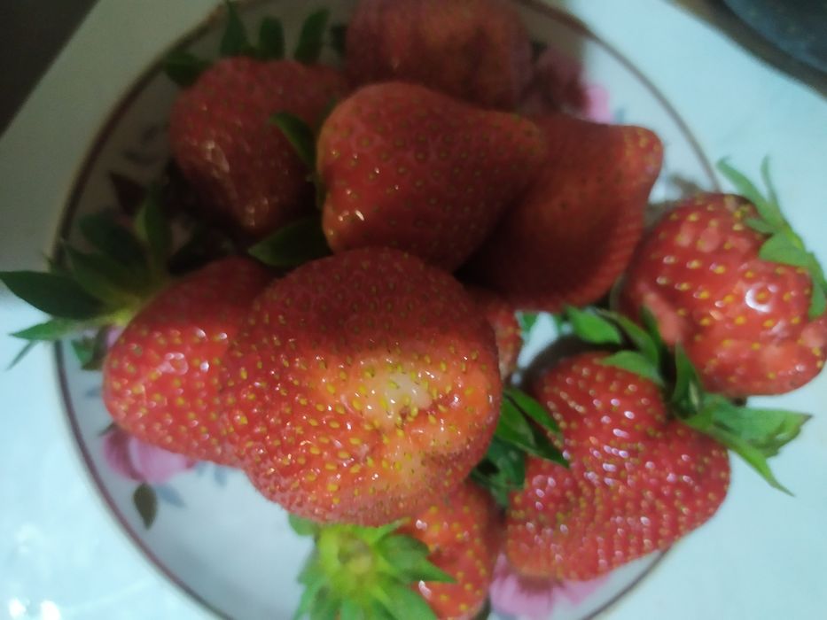 Продаются кустики плодоносящей клубники