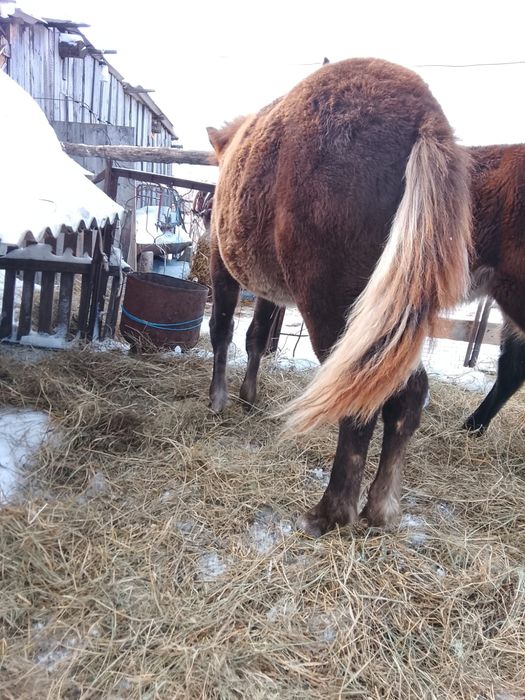 Продам жеребят.     .