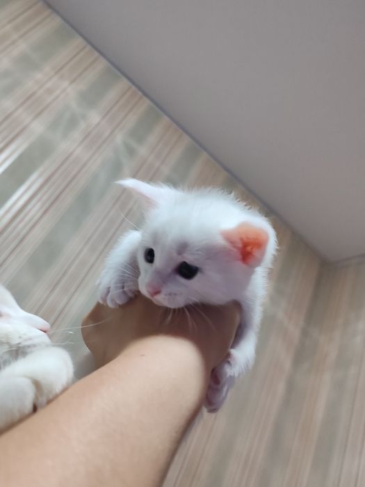 Резерв котенка мейн кун