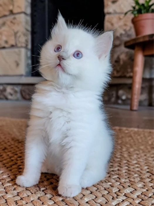 Disponibilă fetiță Ragdoll