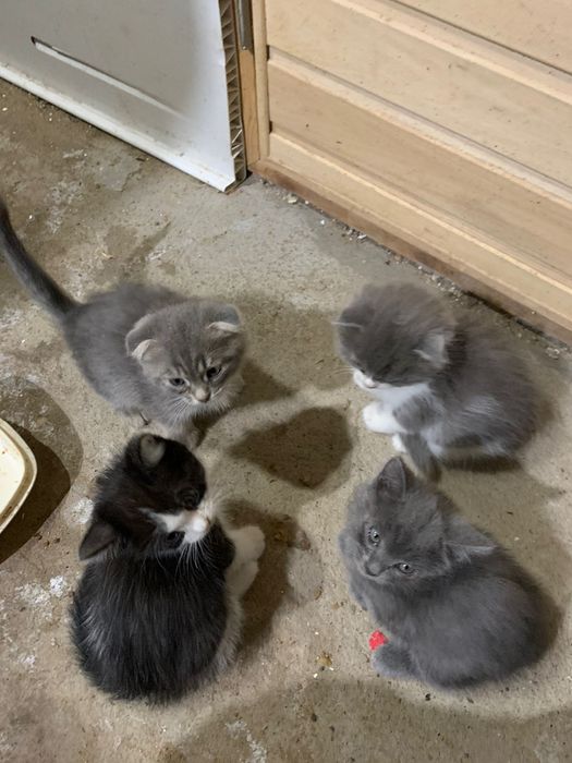 Породистый котёнок 1,2 мес девочка