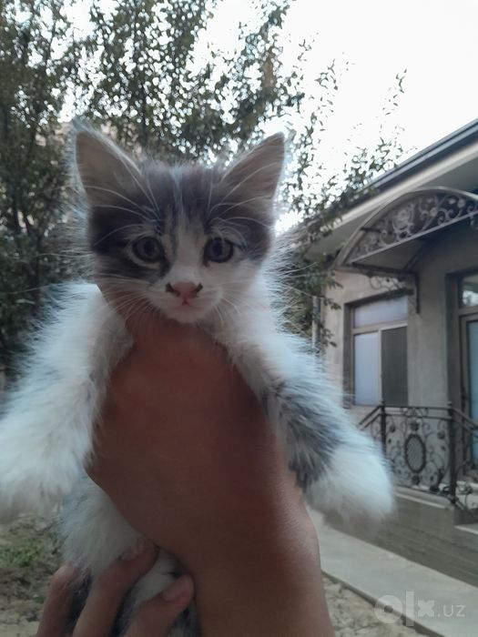 Mushukular beriladi 1,5 oylik, bepul
