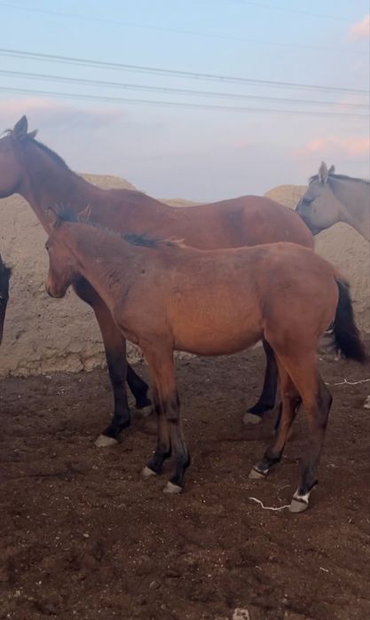 Тазақанды Жабағылар Сатылады