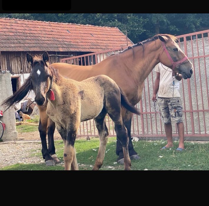 Mânz de vanzare!!