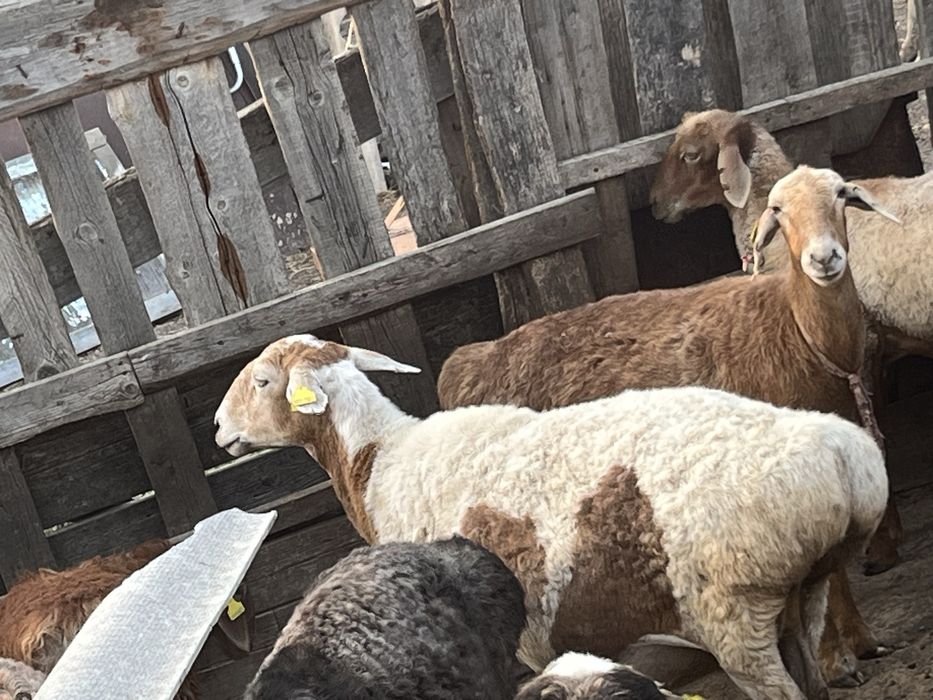 Продам барана ургашы