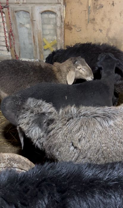 йош кучкор барралар сотилади, 2 йошлигилари хам бор, сифат ало, согом