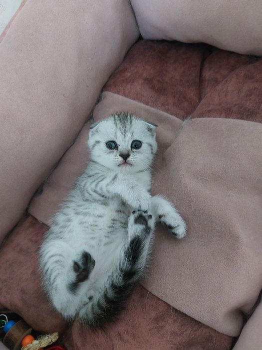 Продам шотландских котят