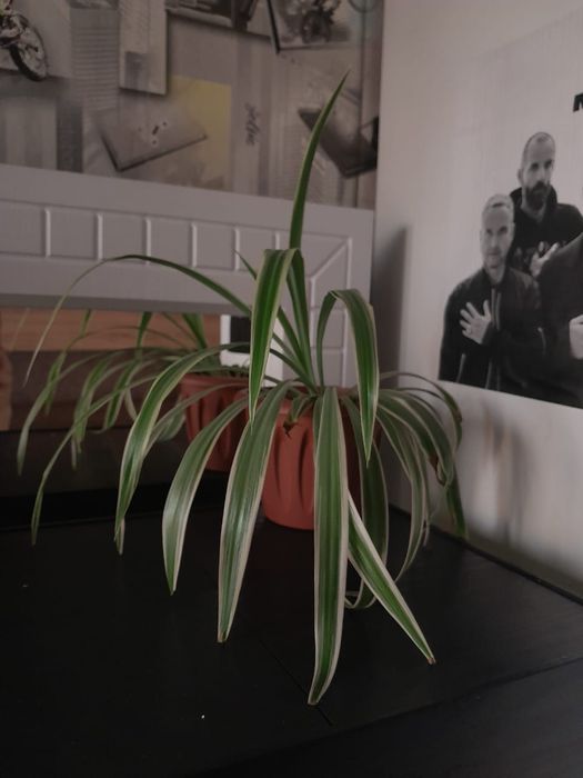 Хлорофитум сортовой