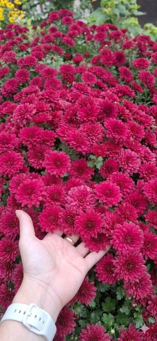 Хризантема мультифлора