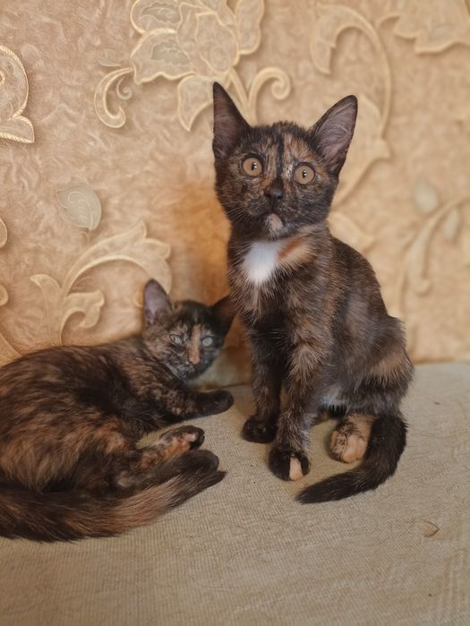 Отдам котят в добрые руки