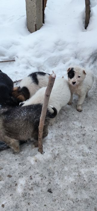 Щенки нуждаются в доме