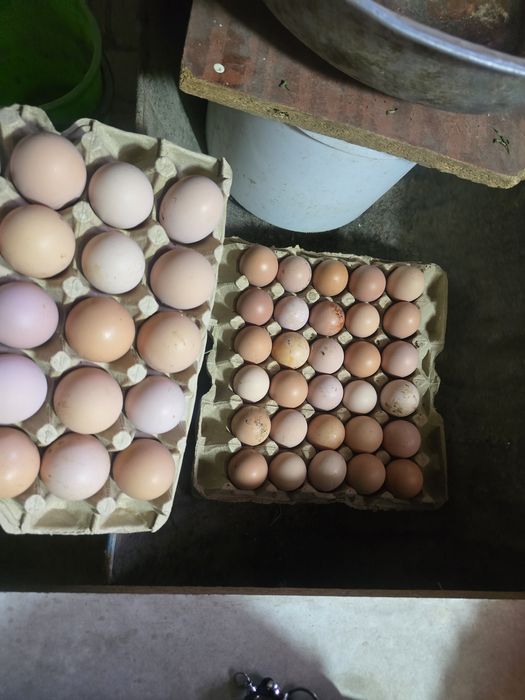 Domashniy sovuq tuhumi