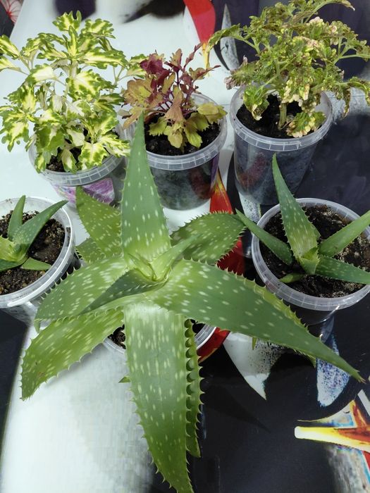 Продам цветы ...