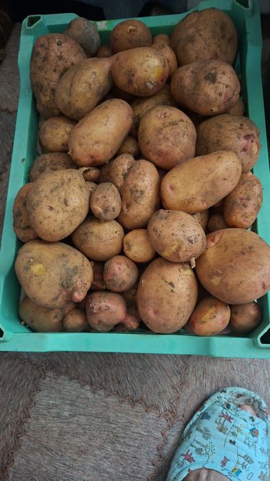 Продам картофель дачный
