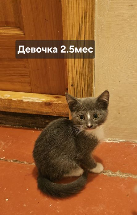 Кошечки метис британская, девочка, котята трёхцветка