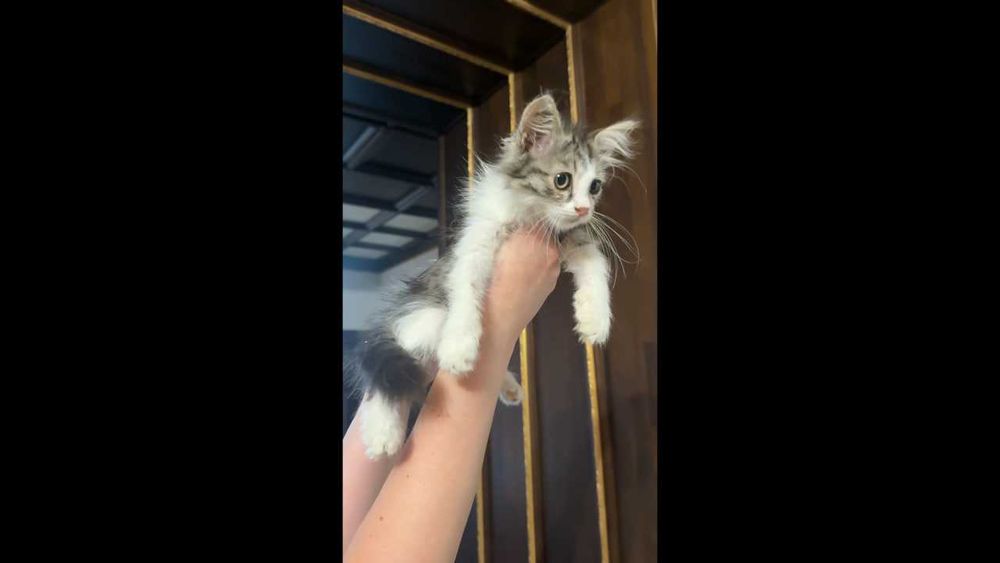 Пристраивается кошечка-девочка,1,5 месяца,пушистая.