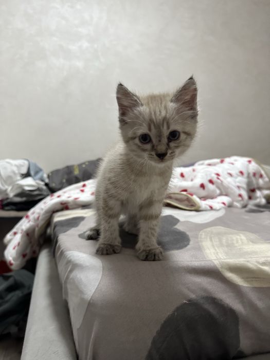 Отдам котят в добрый руки!
