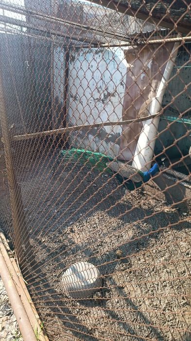 Павлин  срочно   нужна деньги