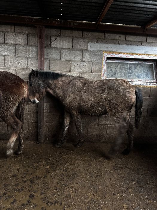 Жеребцы құнан соғым