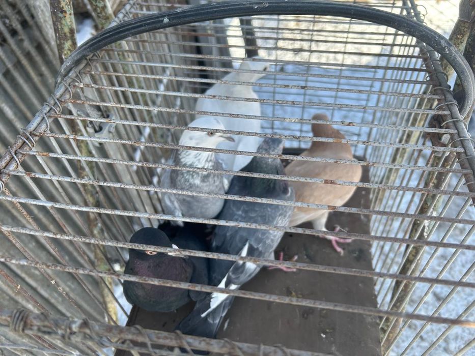 Продам голубей по 3 000 тенге