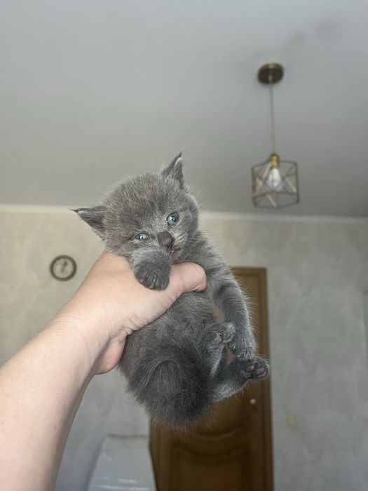 Котята шотландские
