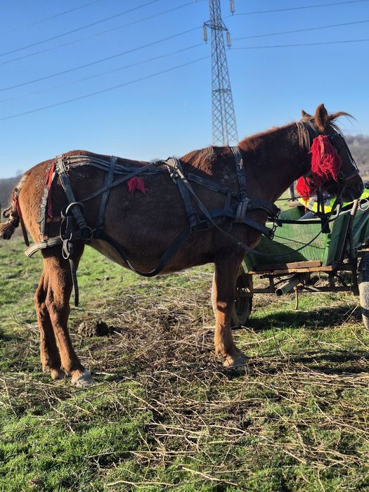 Vând o cârlană si o iapa