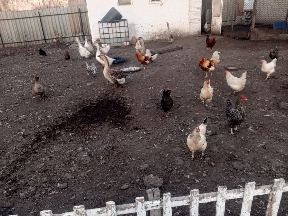 Яйца домашних кур