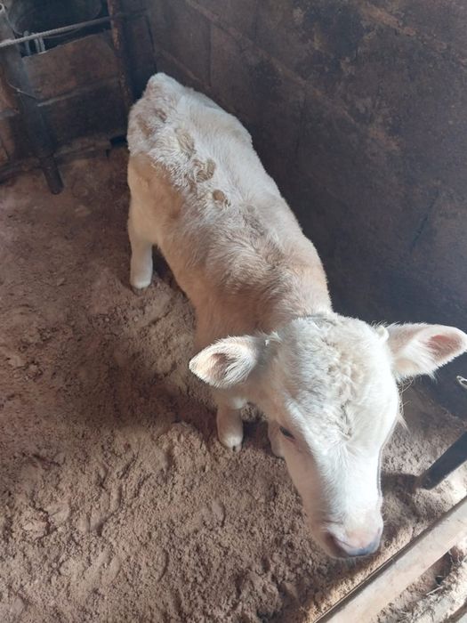 Продам теленка.