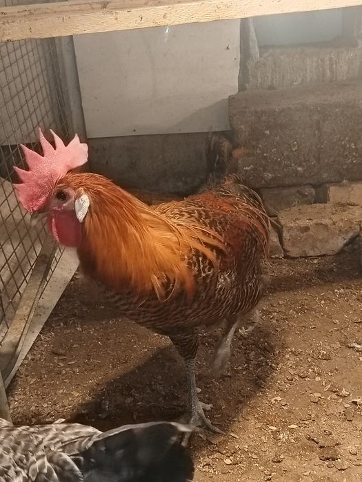 Брекель золото петух
