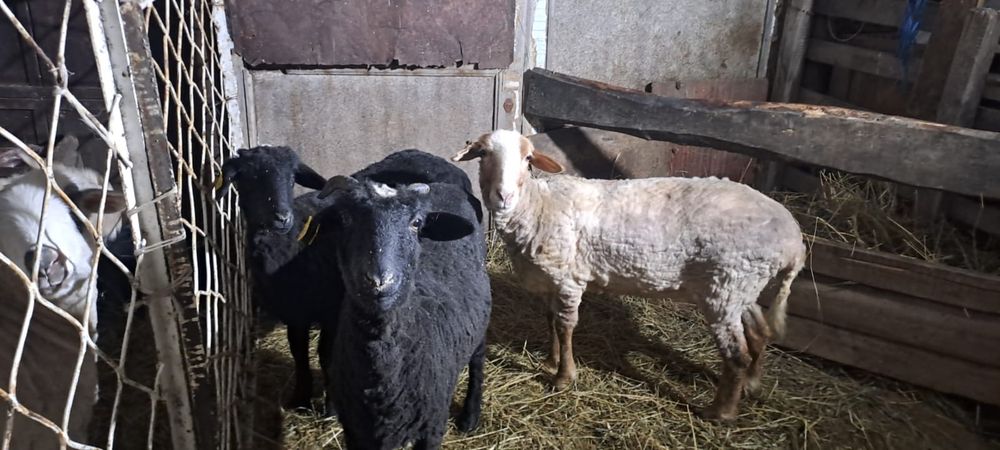 Продам баранов с