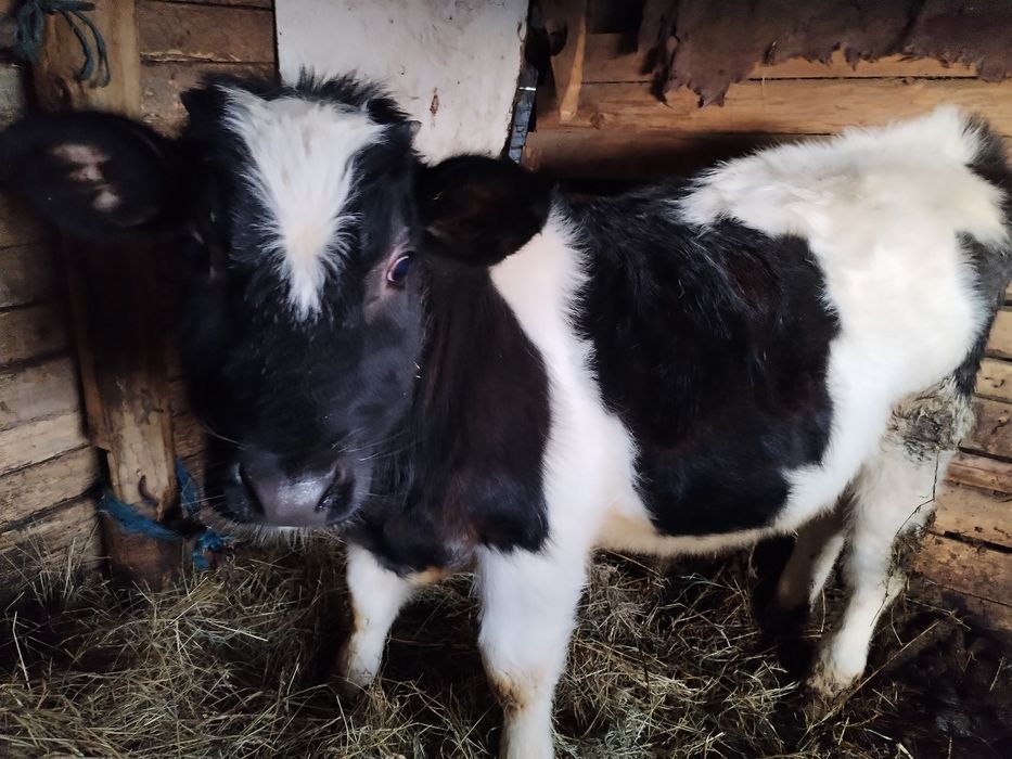 Vând         Vițel