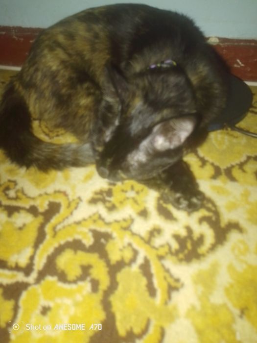 Лакаби мусси насли страйт