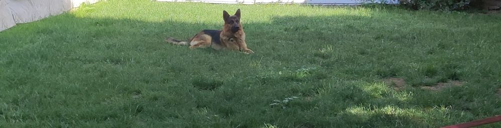 Хотел за кучета игри на воля гр. София