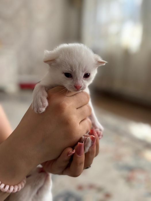 Котята маленькие