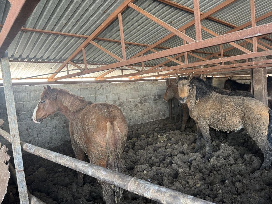 Семыз жілқілар сатлмда