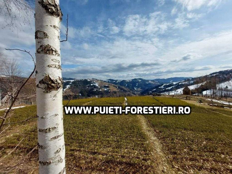 Puieti molid (Picea abies) radacina nuda- apti de plantat