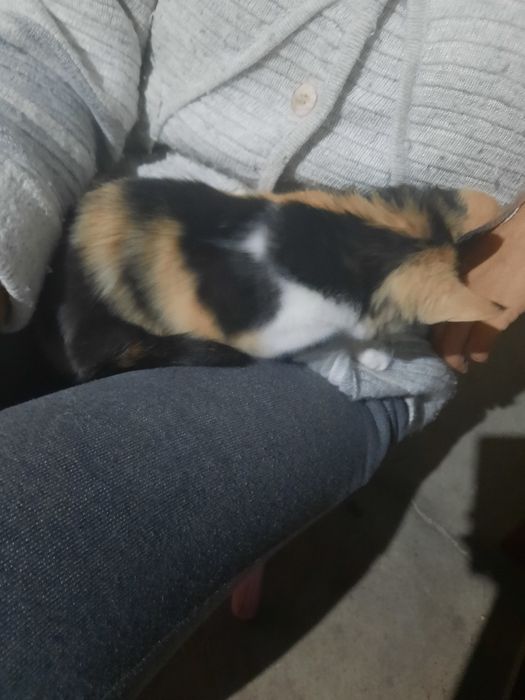 Отдам котенка в хорошие руки